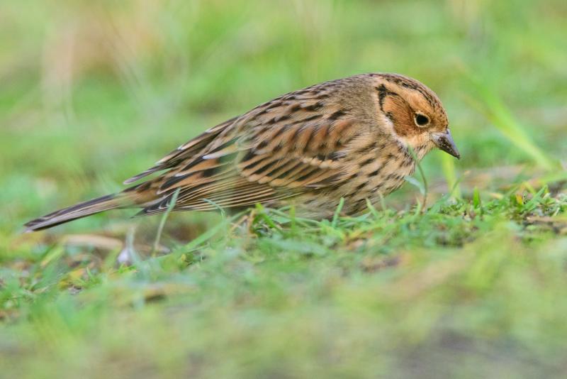  20141129_PB8_5402.JPG </br ><small> 2014-11-29 16:08</br >NIKON D800 + 150.0-600.0 mm f/5.0-6.3<br /> 550mm 1/500s f/8 ISO 5600</small>