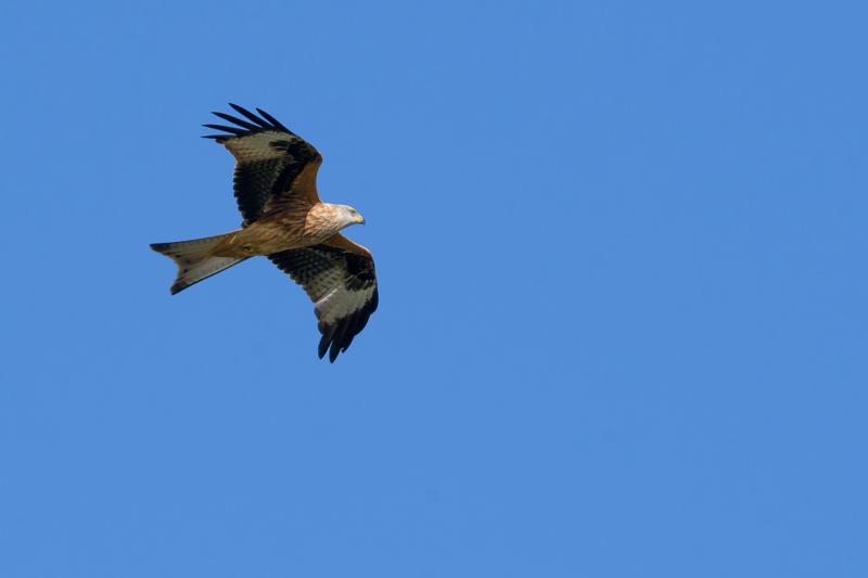  20141004_PB8_2982.JPG </br ><small> 2014-10-04 14:10</br >NIKON D800 + 150.0-600.0 mm f/5.0-6.3<br /> 550mm 1/1250s f/9 ISO 450</small>