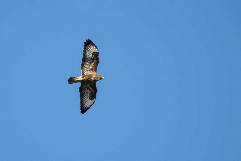  20141004_PB8_3141.JPG </br ><small> 2014-10-04 15:19</br >NIKON D800 + 150.0-600.0 mm f/5.0-6.3<br /> 550mm 1/1250s f/6.3 ISO 500</small>