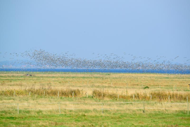  20141004_PB8_3194.JPG </br ><small> 2014-10-04 16:29</br >NIKON D800 + 150.0-600.0 mm f/5.0-6.3<br /> 450mm 1/1250s f/9 ISO 640</small>