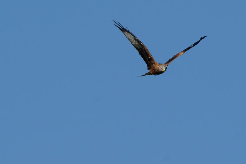  20141004_PB8_2966.JPG </br ><small> 2014-10-04 14:08</br >NIKON D800 + 150.0-600.0 mm f/5.0-6.3<br /> 600mm 1/1250s f/8 ISO 250</small>