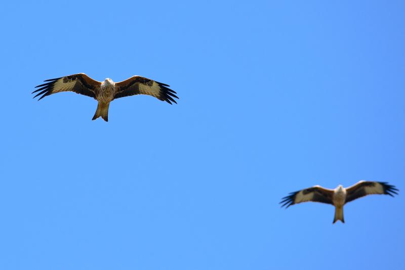  20141004_PB8_3013.JPG </br ><small> 2014-10-04 14:16</br >NIKON D800 + 150.0-600.0 mm f/5.0-6.3<br /> 550mm 1/1250s f/9 ISO 640</small>