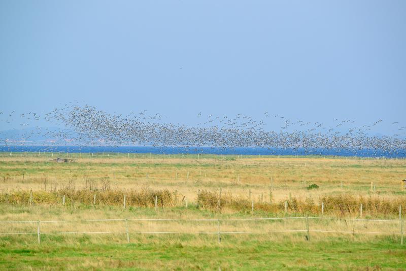  20141004_PB8_3194.JPG </br ><small> 2014-10-04 16:29</br >NIKON D800 + 150.0-600.0 mm f/5.0-6.3<br /> 450mm 1/1250s f/9 ISO 640</small>