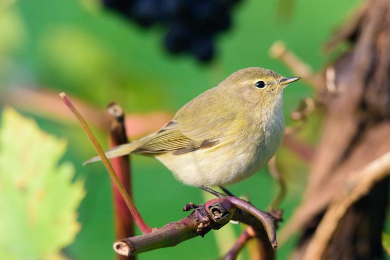  20141010_PB8_3271.JPG </br ><small> 2014-10-10 11:48</br >NIKON D800 + 150.0-600.0 mm f/5.0-6.3<br /> 500mm 1/1000s f/8 ISO 4000</small>