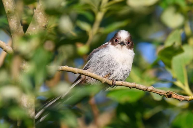  20170701-PB5_7124.JPG </br ><small> 2017-07-01 20:32</br >NIKON D500 + 200.0-500.0 mm f/5.6<br /> 500mm 1/500s f/5.6 ISO 250</small>