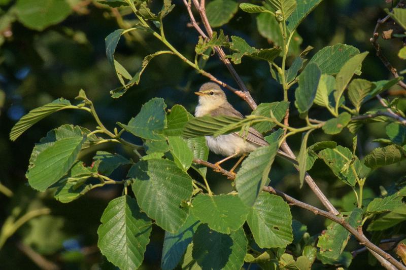  20170701-PB5_7205.JPG </br ><small> 2017-07-01 20:51</br >NIKON D500 + 200.0-500.0 mm f/5.6<br /> 500mm 1/500s f/8 ISO 1250</small>