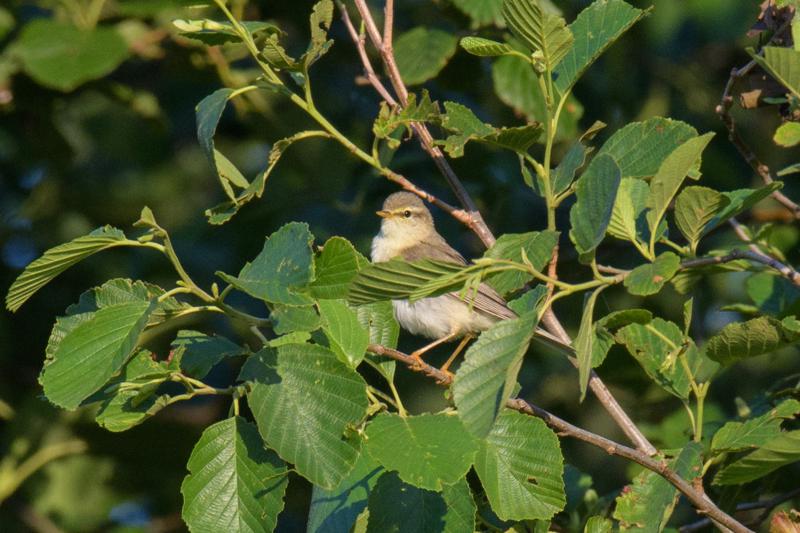  20170701-PB5_7206.JPG </br ><small> 2017-07-01 20:51</br >NIKON D500 + 200.0-500.0 mm f/5.6<br /> 500mm 1/500s f/8 ISO 1400</small>