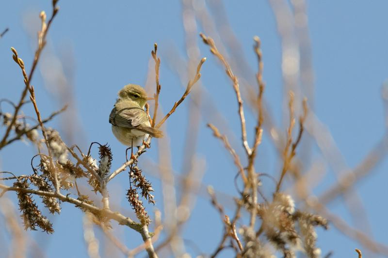  20150502_PB8_7702.JPG </br ><small> 2015-05-02 11:51</br >NIKON D800 + 150.0-600.0 mm f/5.0-6.3<br /> 600mm 1/3200s f/9 ISO 1600</small>