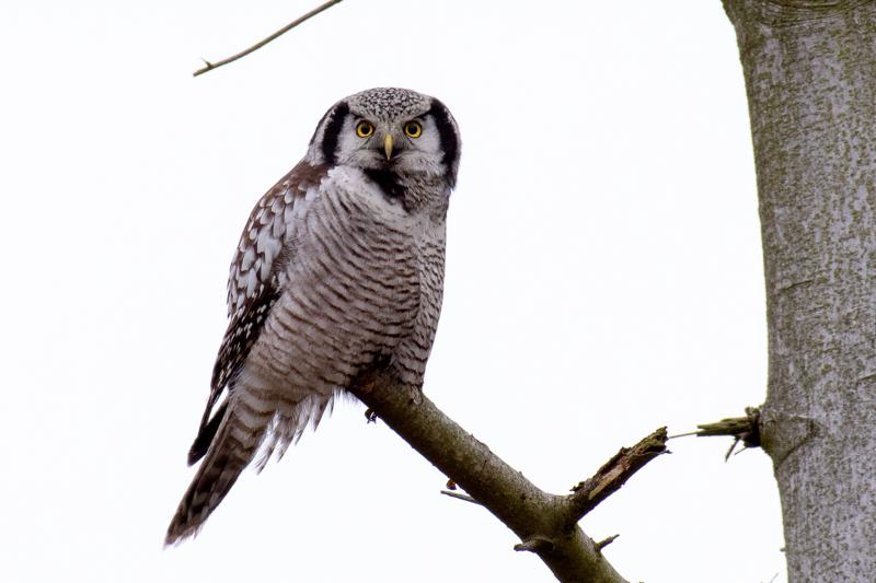  20161220-PB5_3681.JPG </br ><small> 2016-12-20 12:54</br >NIKON D500 + 200.0-500.0 mm f/5.6<br /> 500mm 1/125s f/7.1 ISO 800</small>