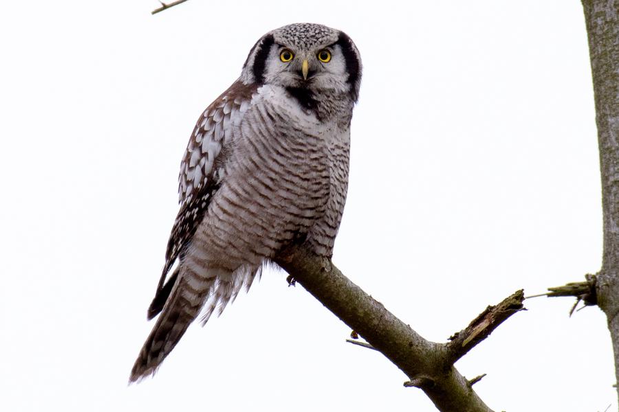 Hoegeugle og Natugle December 2016