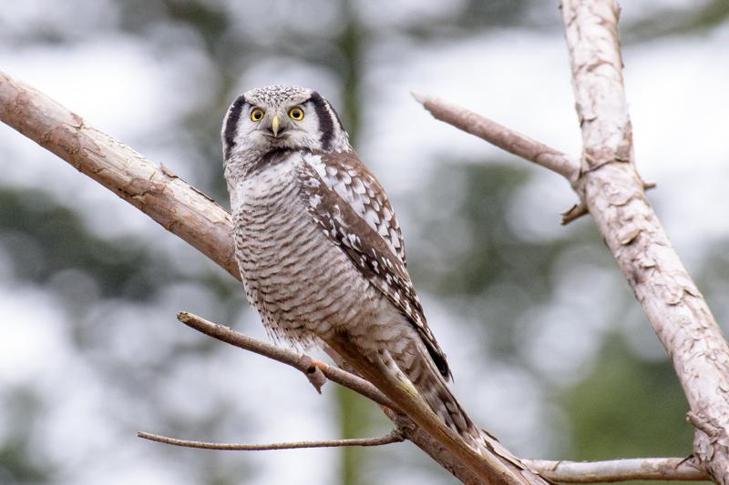  20161220-PB5_3714.JPG </br ><small> 2016-12-20 12:58</br >NIKON D500 + 200.0-500.0 mm f/5.6<br /> 500mm 1/125s f/7.1 ISO 1600</small>