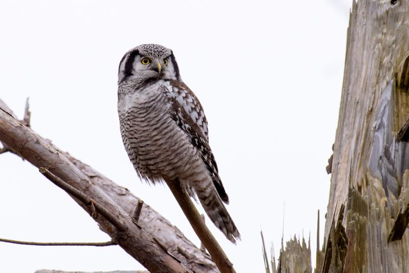  20161220-PB5_3751.JPG </br ><small> 2016-12-20 13:00</br >NIKON D500 + 200.0-500.0 mm f/5.6<br /> 500mm 1/125s f/7.1 ISO 800</small>