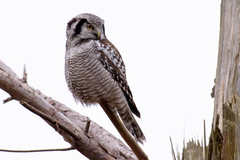  20161220-PB5_3763.JPG </br ><small> 2016-12-20 13:01</br >NIKON D500 + 200.0-500.0 mm f/5.6<br /> 500mm 1/125s f/7.1 ISO 800</small>