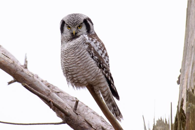  20161220-PB5_3782-2.JPG </br ><small> 2016-12-20 13:02</br >NIKON D500 + 200.0-500.0 mm f/5.6<br /> 500mm 1/125s f/7.1 ISO 800</small>