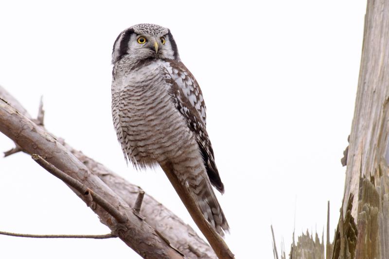  20161220-PB5_3787.JPG </br ><small> 2016-12-20 13:03</br >NIKON D500 + 200.0-500.0 mm f/5.6<br /> 500mm 1/125s f/7.1 ISO 900</small>