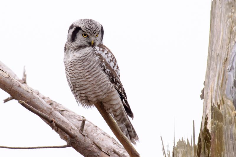  20161220-PB5_3827.JPG </br ><small> 2016-12-20 13:06</br >NIKON D500 + 200.0-500.0 mm f/5.6<br /> 500mm 1/125s f/8 ISO 1100</small>