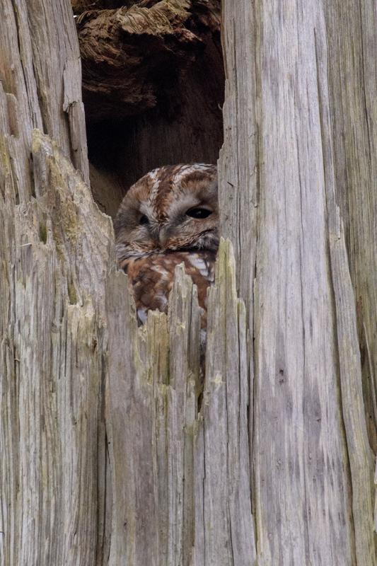  20161220-PB5_3967.JPG </br ><small> 2016-12-20 13:40</br >NIKON D500 + 200.0-500.0 mm f/5.6<br /> 500mm 1/125s f/8 ISO 1600</small>