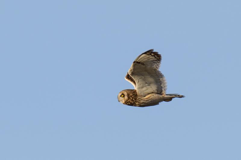  20161203-pb5_3158_37636975305_o.jpg </br ><small> 2016-12-03 13:32</br >NIKON D500 + 200.0-500.0 mm f/5.6<br /> 500mm 1/640s f/6.3 ISO 100</small>