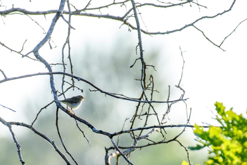  20170701-pb5_7103_34870011204_o.jpg </br ><small> 2017-07-01 20:18</br >NIKON D500 + 200.0-500.0 mm f/5.6<br /> 500mm 1/500s f/5.6 ISO 450</small>