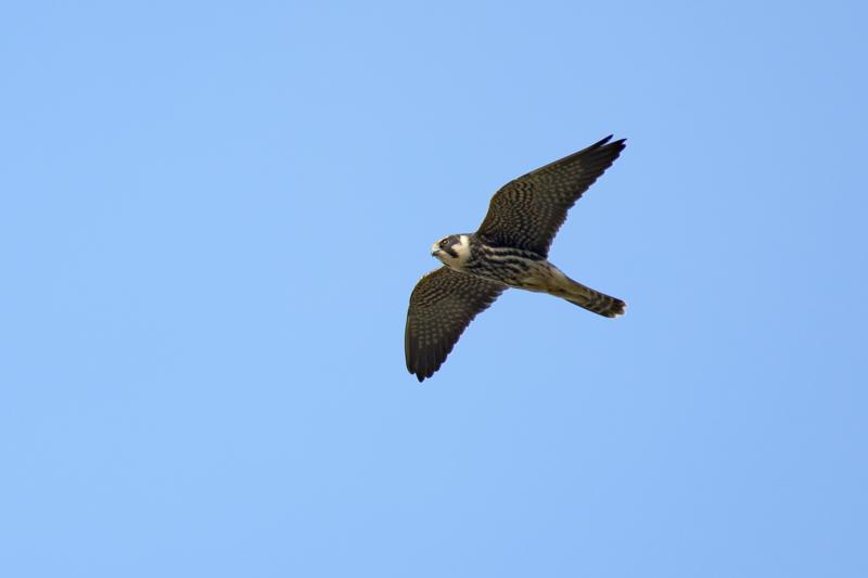  20170924-pb5_9185_24651864898_o.jpg </br ><small> 2017-09-24 14:48</br >NIKON D500 + 200.0-500.0 mm f/5.6<br /> 500mm 1/1000s f/5.6 ISO 110</small>