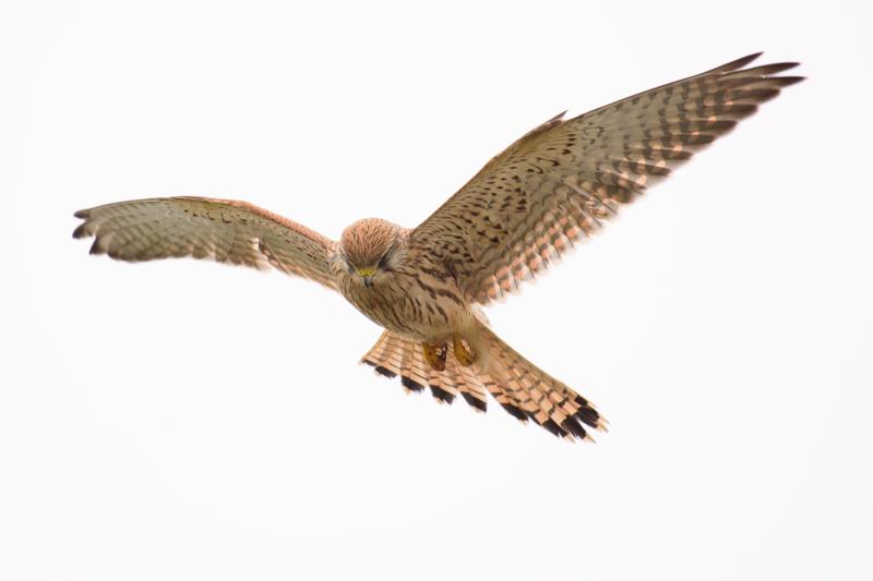  20171014-pb5_9259_26748240729_o.jpg </br ><small> 2017-10-14 15:00</br >NIKON D500 + 200.0-500.0 mm f/5.6<br /> 480mm 1/1000s f/5.6 ISO 220</small>