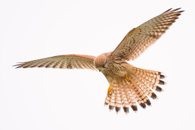  20171014-pb5_9260_24651864728_o.jpg </br ><small> 2017-10-14 15:00</br >NIKON D500 + 200.0-500.0 mm f/5.6<br /> 480mm 1/1000s f/5.6 ISO 200</small>