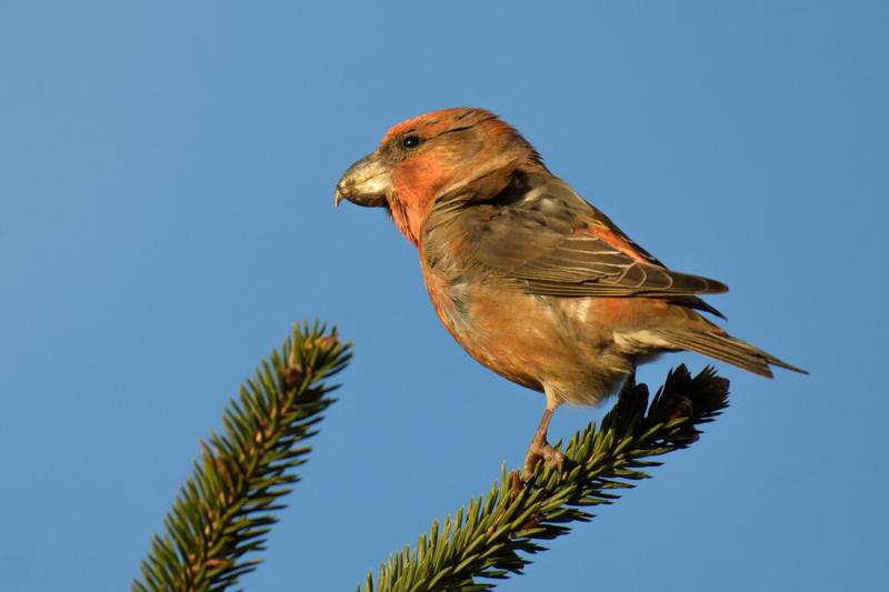  20171118-pb5_9744_24651863708_o.jpg </br ><small> 2017-11-18 15:34</br >NIKON D500 + 200.0-500.0 mm f/5.6<br /> 500mm 1/1000s f/5.6 ISO 320</small>