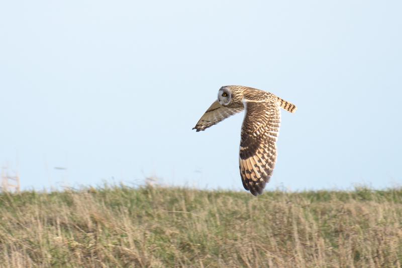  20180406-pb5_1377_40569443654_o.jpg </br ><small> 2018-04-06 18:17</br >NIKON D500 + 200.0-500.0 mm f/5.6<br /> 500mm 1/1000s f/5.6 ISO 140</small>