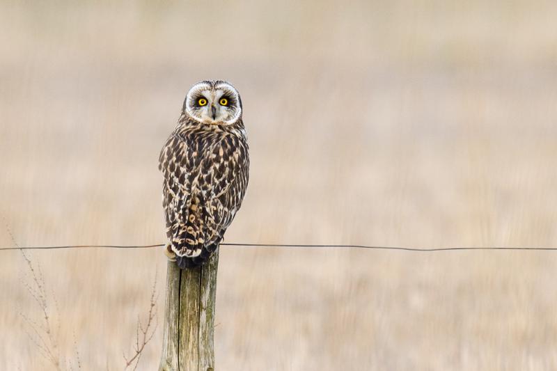  20180406-pb5_1422_40569444264_o.jpg </br ><small> 2018-04-06 18:45</br >NIKON D500 + 200.0-500.0 mm f/5.6<br /> 500mm 1/500s f/7.1 ISO 720</small>