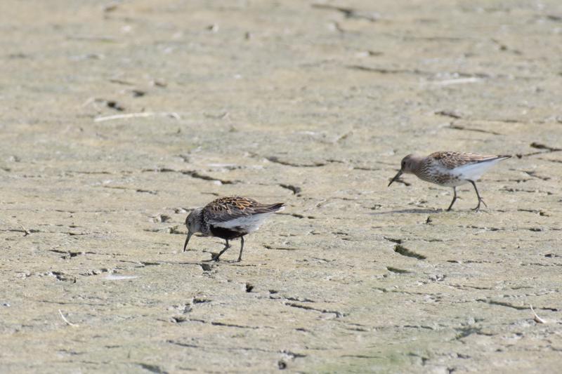  almindelig-ryle--dunlin_43357670225_o.jpg </br ><small> 2018-08-20 12:29</br >NIKON D500 + 200.0-500.0 mm f/5.6<br /> 500mm 1/1250s f/5.6 ISO 560</small>