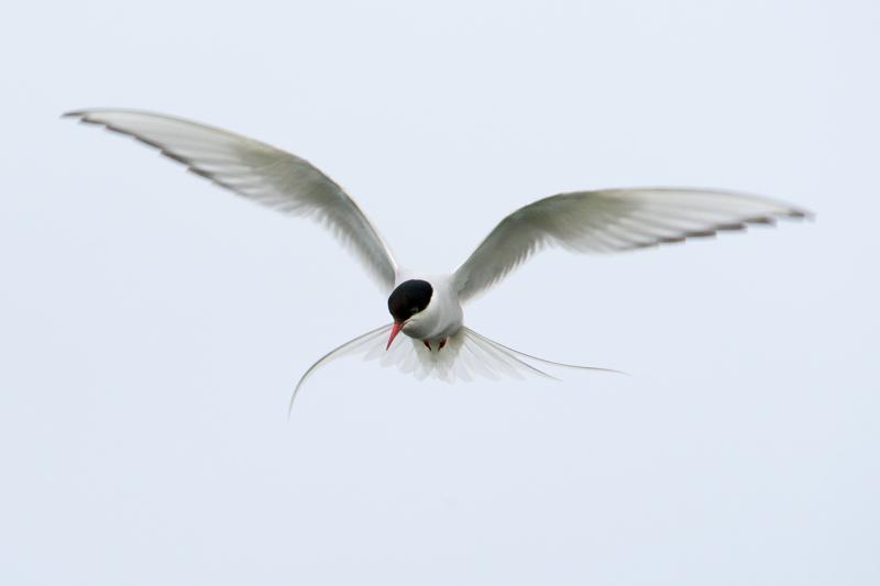  arctic-tern_31662800261_o.jpg </br ><small> 2016-07-02 19:18</br >NIKON D800 + TAMRON SP AF 150-600mm F5-6.3 VC USD A011N<br /> 460mm 1/640s f/8 ISO 320</small>