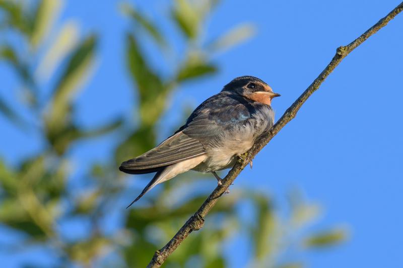  barn-swallow--landsvale_35672001516_o.jpg </br ><small> 2017-07-01 20:39</br >NIKON D500 + 200.0-500.0 mm f/5.6<br /> 500mm 1/500s f/8 ISO 220</small>