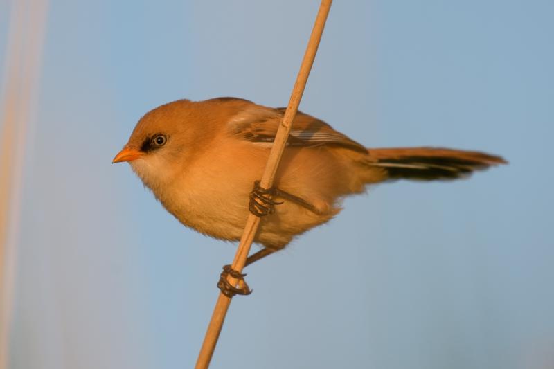  bearded-reedling--skgmejse_34870000004_o.jpg </br ><small> 2017-07-01 21:13</br >NIKON D500 + 200.0-500.0 mm f/5.6<br /> 500mm 1/500s f/5.6 ISO 140</small>