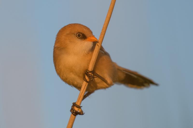  bearded-reedling--skgmejse_34870002274_o.jpg </br ><small> 2017-07-01 21:12</br >NIKON D500 + 200.0-500.0 mm f/5.6<br /> 500mm 1/500s f/5.6 ISO 140</small>