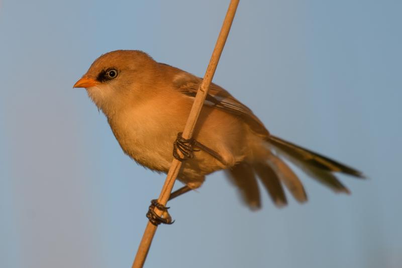  bearded-reedling--skgmejse_34870004574_o.jpg </br ><small> 2017-07-01 21:12</br >NIKON D500 + 200.0-500.0 mm f/5.6<br /> 500mm 1/500s f/5.6 ISO 140</small>