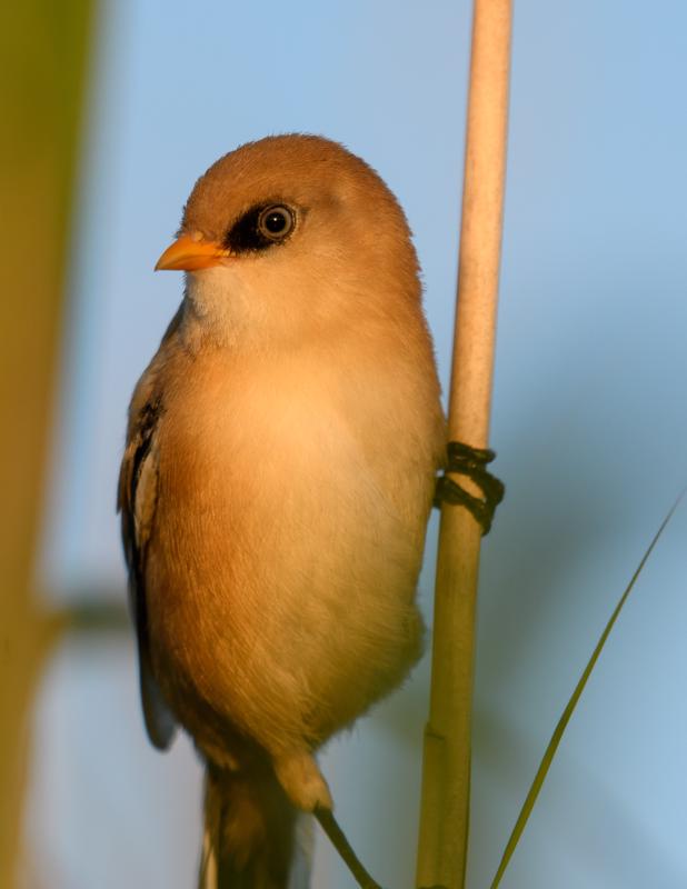  bearded-reedling--skgmejse_34870009204_o.jpg </br ><small> 2017-07-01 21:12</br >NIKON D500 + 200.0-500.0 mm f/5.6<br /> 360mm 1/500s f/5.6 ISO 160</small>