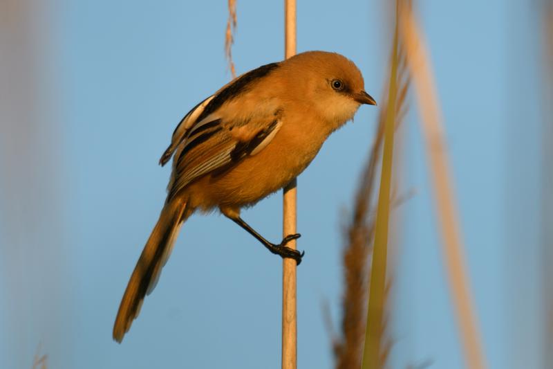  bearded-reedling--skgmejse_34901956143_o.jpg </br ><small> 2017-07-01 21:14</br >NIKON D500 + 200.0-500.0 mm f/5.6<br /> 330mm 1/500s f/5.6 ISO 140</small>