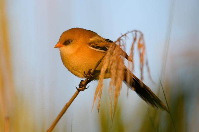  bearded-reedling--skgmejse_34901963383_o.jpg </br ><small> 2017-07-01 21:13</br >NIKON D500 + 200.0-500.0 mm f/5.6<br /> 370mm 1/500s f/5.6 ISO 200</small>
