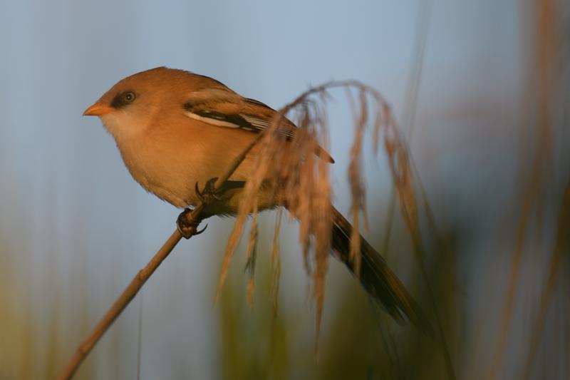  bearded-reedling--skgmejse_34901964573_o.jpg </br ><small> 2017-07-01 21:13</br >NIKON D500 + 200.0-500.0 mm f/5.6<br /> 370mm 1/500s f/5.6 ISO 180</small>