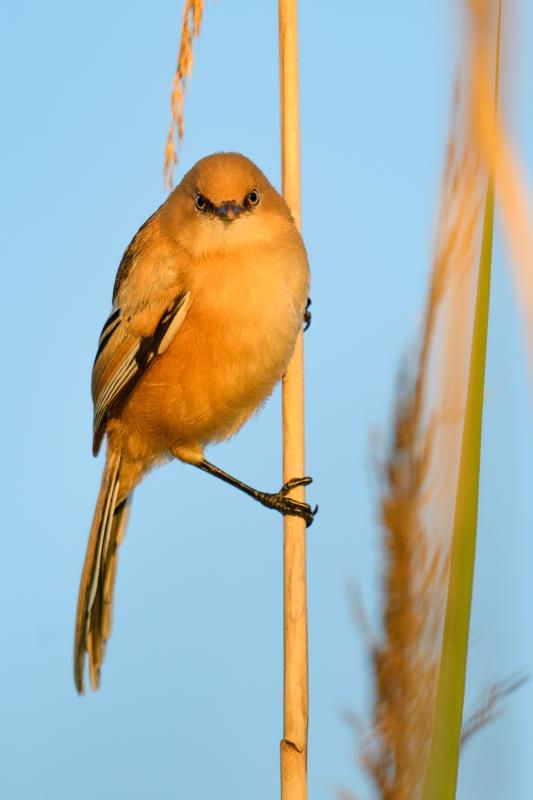  bearded-reedling--skgmejse_35324281640_o.jpg </br ><small> 2017-07-01 21:14</br >NIKON D500 + 200.0-500.0 mm f/5.6<br /> 330mm 1/500s f/5.6 ISO 140</small>