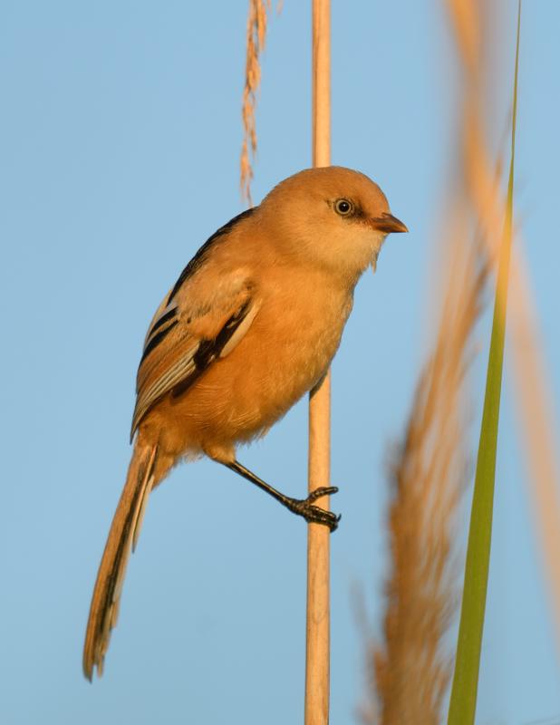  bearded-reedling--skgmejse_35542693732_o.jpg </br ><small> 2017-07-01 21:14</br >NIKON D500 + 200.0-500.0 mm f/5.6<br /> 330mm 1/500s f/5.6 ISO 140</small>