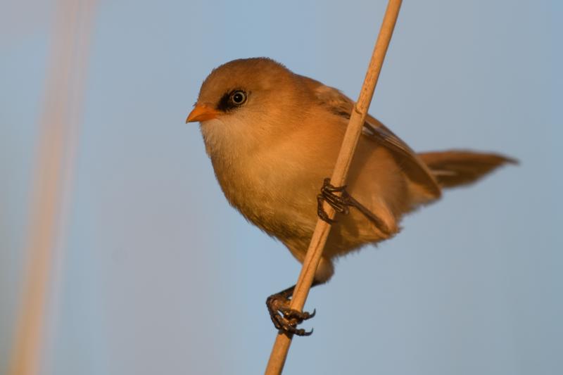  bearded-reedling--skgmejse_35542722312_o.jpg </br ><small> 2017-07-01 21:12</br >NIKON D500 + 200.0-500.0 mm f/5.6<br /> 500mm 1/500s f/5.6 ISO 140</small>