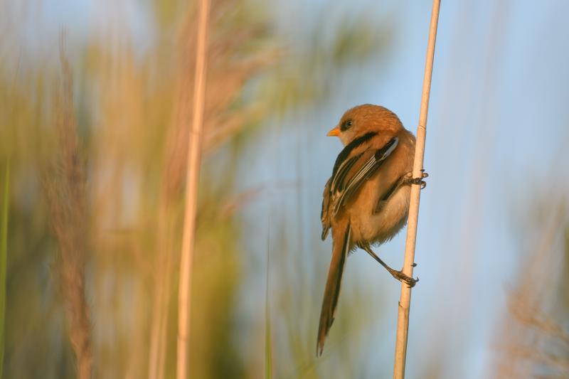  bearded-reedling--skgmejse_35542723812_o.jpg </br ><small> 2017-07-01 21:12</br >NIKON D500 + 200.0-500.0 mm f/5.6<br /> 370mm 1/500s f/5.6 ISO 220</small>