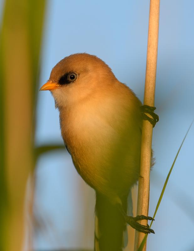  bearded-reedling--skgmejse_35580717621_o.jpg </br ><small> 2017-07-01 21:12</br >NIKON D500 + 200.0-500.0 mm f/5.6<br /> 280mm 1/500s f/5.6 ISO 180</small>