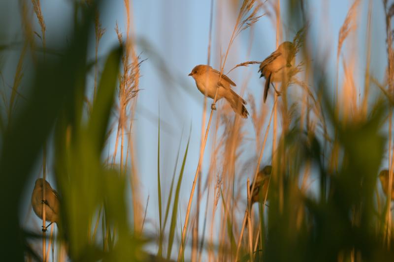  bearded-reedling--skgmejse_35671910376_o.jpg </br ><small> 2017-07-01 21:14</br >NIKON D500 + 200.0-500.0 mm f/5.6<br /> 200mm 1/500s f/5.6 ISO 220</small>