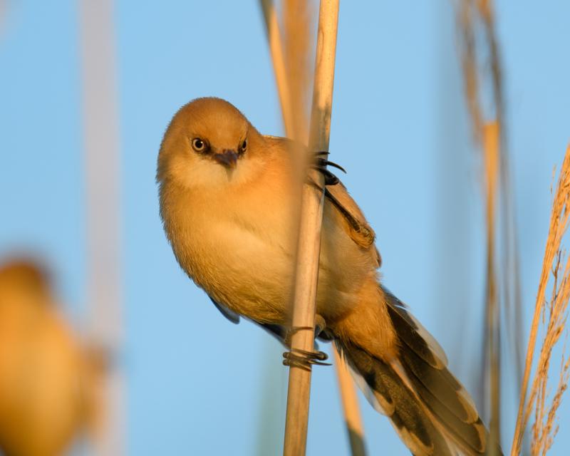  bearded-reedling--skgmejse_35671917326_o.jpg </br ><small> 2017-07-01 21:14</br >NIKON D500 + 200.0-500.0 mm f/5.6<br /> 370mm 1/500s f/5.6 ISO 160</small>