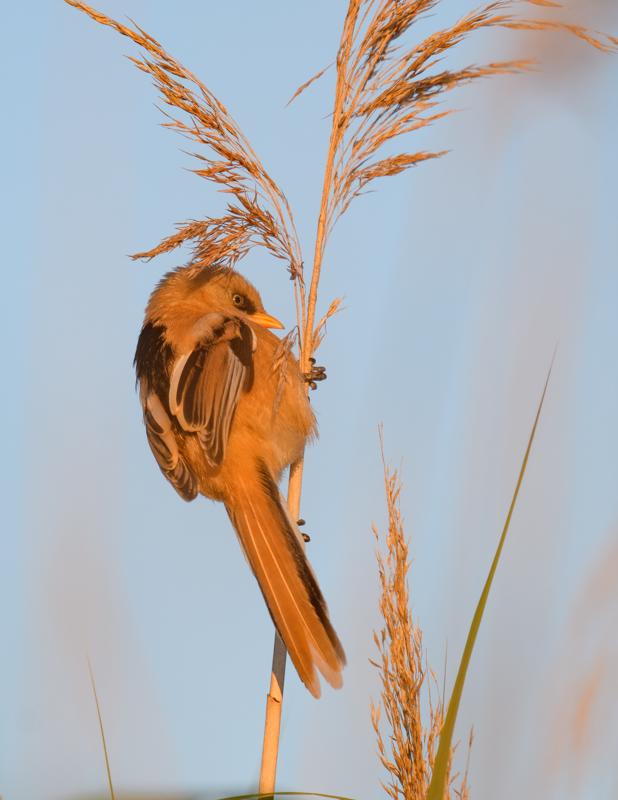  bearded-reedling--skgmejse_35671918616_o.jpg </br ><small> 2017-07-01 21:14</br >NIKON D500 + 200.0-500.0 mm f/5.6<br /> 370mm 1/500s f/5.6 ISO 125</small>