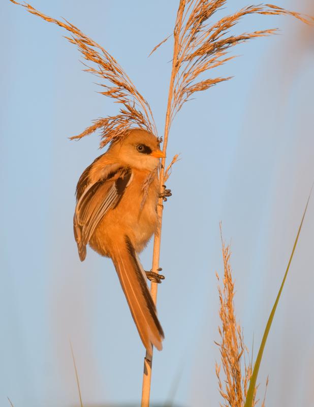  bearded-reedling--skgmejse_35671920106_o.jpg </br ><small> 2017-07-01 21:14</br >NIKON D500 + 200.0-500.0 mm f/5.6<br /> 370mm 1/500s f/5.6 ISO 125</small>