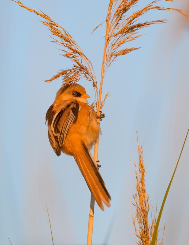  bearded-reedling--skgmejse_35671921196_o.jpg </br ><small> 2017-07-01 21:14</br >NIKON D500 + 200.0-500.0 mm f/5.6<br /> 370mm 1/500s f/5.6 ISO 125</small>