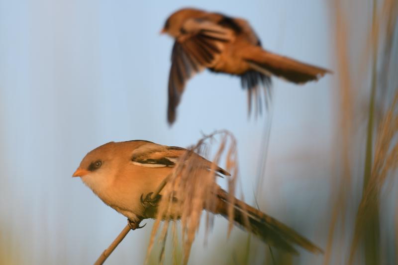  bearded-reedling--skgmejse_35671927276_o.jpg </br ><small> 2017-07-01 21:13</br >NIKON D500 + 200.0-500.0 mm f/5.6<br /> 370mm 1/500s f/5.6 ISO 180</small>